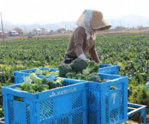 日本特定 - 德島県 農業種植