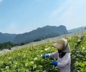 日本特定 - 鹿兒島 農業種植