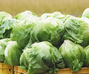 日本特定 - 德島農業（蔬菜種植）