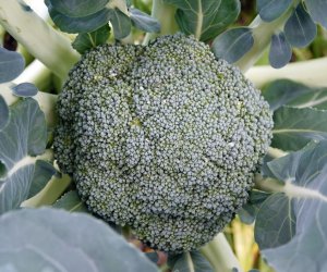 【特定農業】- 德島 蔬菜種植（高薪+單人間宿舍）