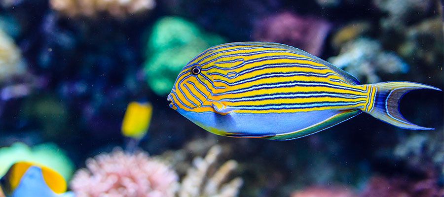 新加坡海底世界